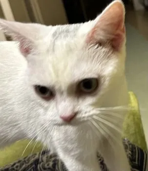 なすすん 様のお迎えした子猫