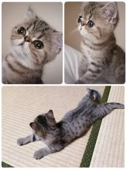 こもも 様のお迎えした子猫
