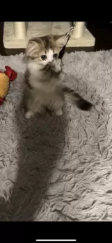 eve0514 様のお迎えした子猫
