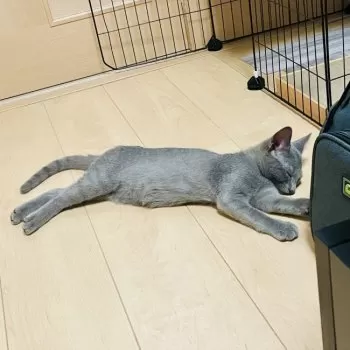 nico 様のお迎えした子猫