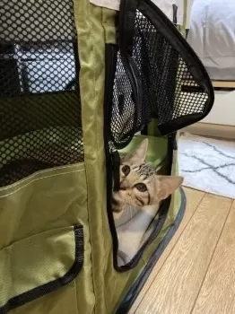 K.Y 様のお迎えした子猫
