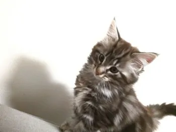 スミス 様のお迎えした子猫