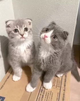 A.S 様のお迎えした子猫