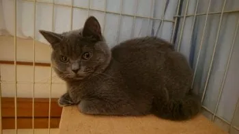 M.S 様のお迎えした子猫