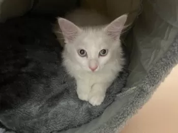 S.H 様のお迎えした子猫