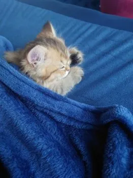 MAK 様のお迎えした子猫