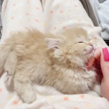 ゆう 様のお迎えした子猫