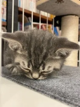 Y.S 様のお迎えした子猫