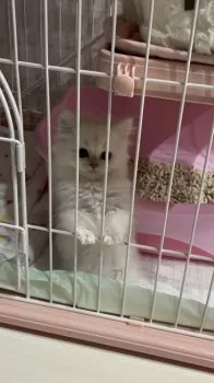 N.O 様のお迎えした子猫