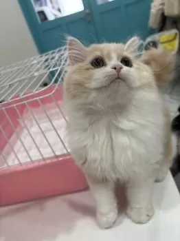 あいす 様のお迎えした子猫