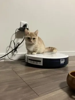 M.F 様のお迎えした子猫