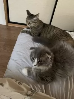N.A 様のお迎えした子猫