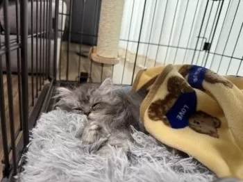 おちゃび 様のお迎えした子猫