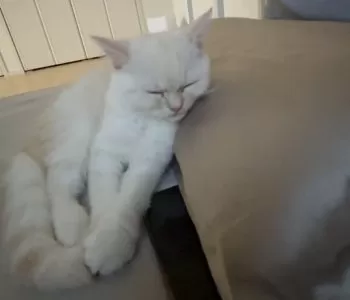 のん 様のお迎えした子猫