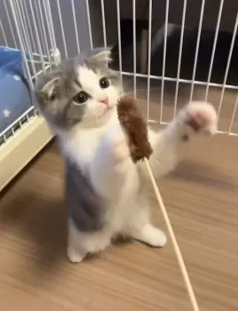 M.O 様のお迎えした子猫