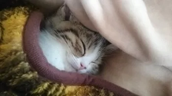 さくら 様のお迎えした子猫