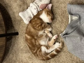 H.D 様のお迎えした子猫