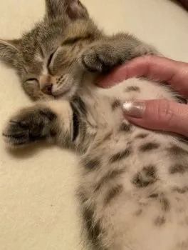 shim 様のお迎えした子猫