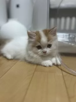 Y.Y 様のお迎えした子猫