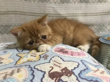 ＳＨＩ ＷＥＮ 様のお迎えした子猫