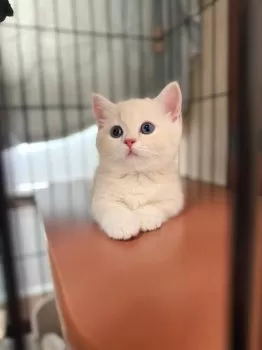 おもちさま 様のお迎えした子猫