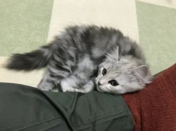 K.S 様のお迎えした子猫