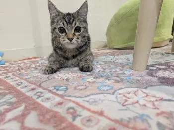 ミルク 様のお迎えした子猫