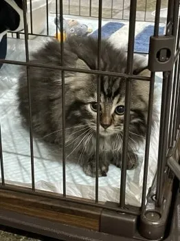 A.Ｉ 様のお迎えした子猫