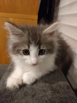 H.M 様のお迎えした子猫