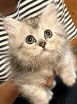 おやじのケン 様のお迎えした子猫