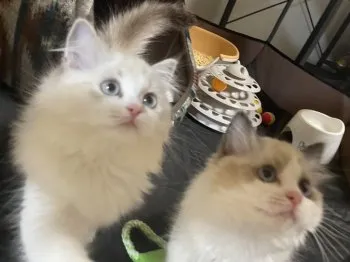 Hama 様のお迎えした子猫