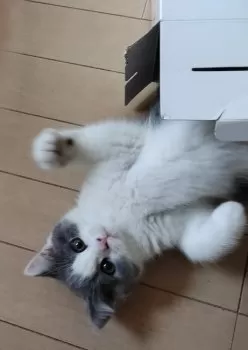 T.O 様のお迎えした子猫