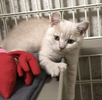 Newおにぃ 様のお迎えした子猫