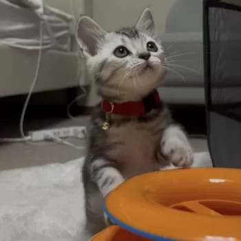 R.W 様のお迎えした子猫