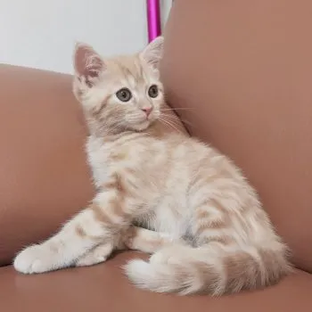 まる。 様のお迎えした子猫