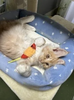 T 様のお迎えした子猫