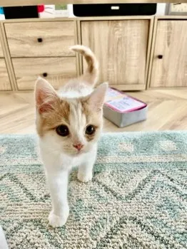 Y.E 様のお迎えした子猫