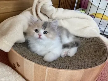 MYM 様のお迎えした子猫