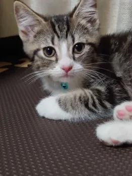 はぎまこ 様のお迎えした子猫