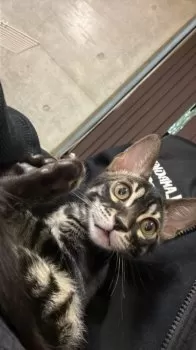 J.H 様のお迎えした子猫