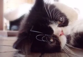 えむ 様のお迎えした子猫