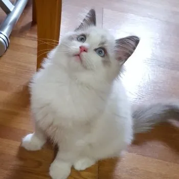 なお 様のお迎えした子猫