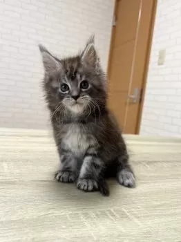 K.S 様のお迎えした子猫