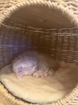 Y.K 様のお迎えした子猫