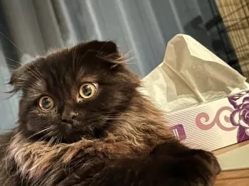 うた 様のお迎えした子猫
