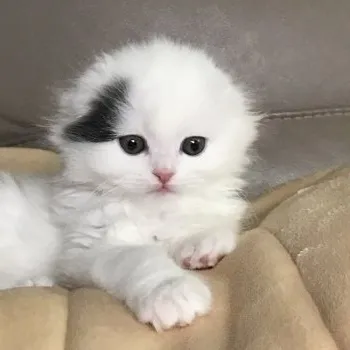 スコにゃん 様のお迎えした子猫