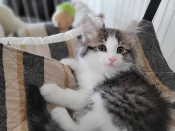 R.O 様のお迎えした子猫