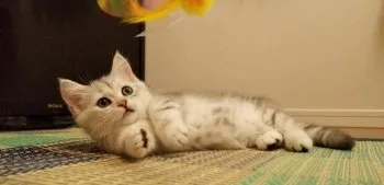 珊瑚 様のお迎えした子猫