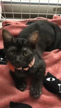 ペッぺ 様のお迎えした子猫