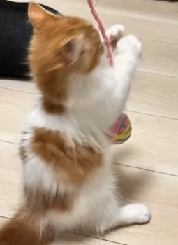 I 様のお迎えした子猫
